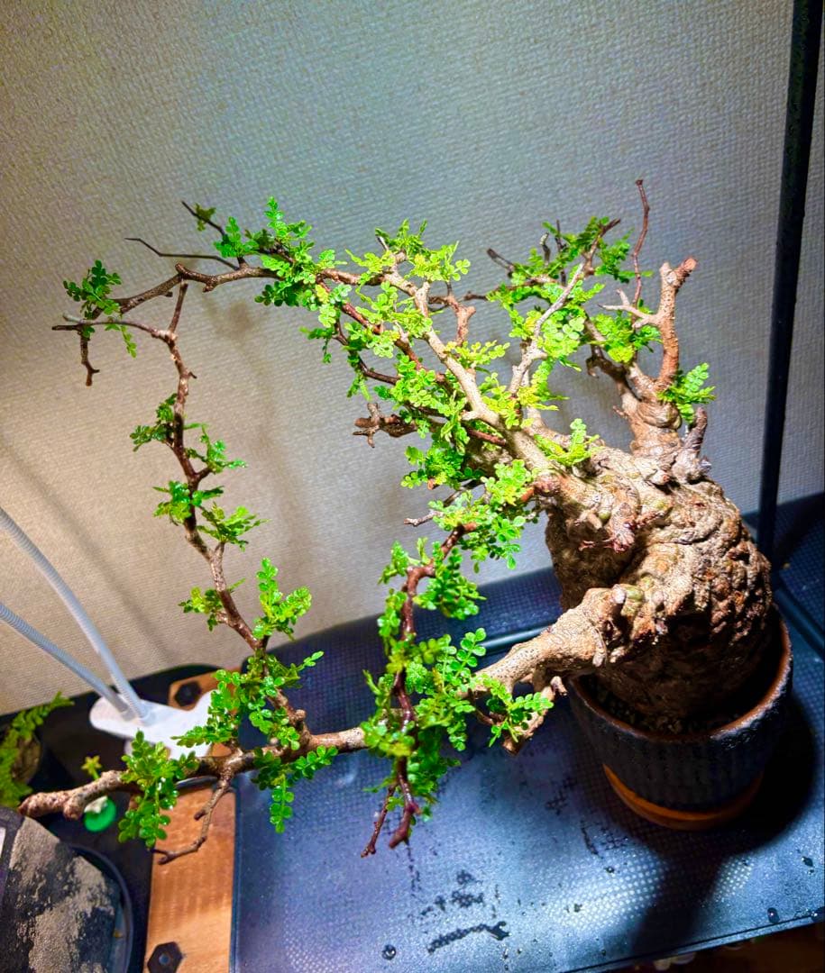 オペルクリカリア・パキプス コレクション株