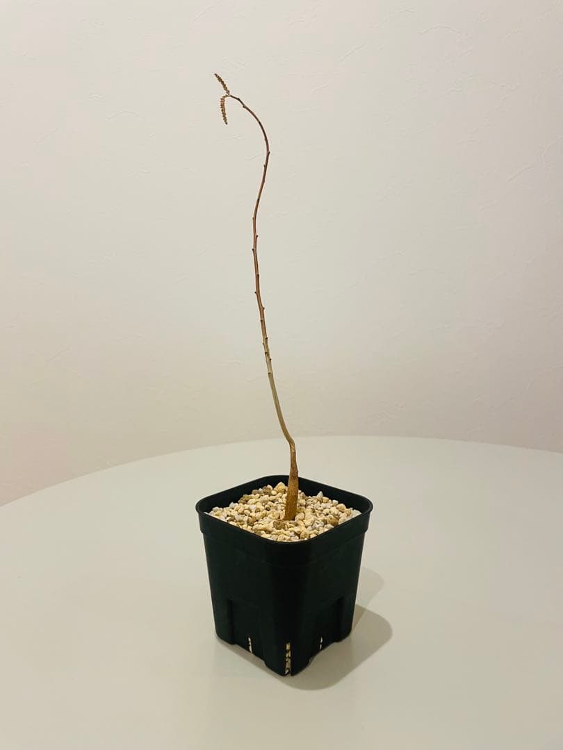 ボスウェリア ソコトラナ（銀葉タイプ）