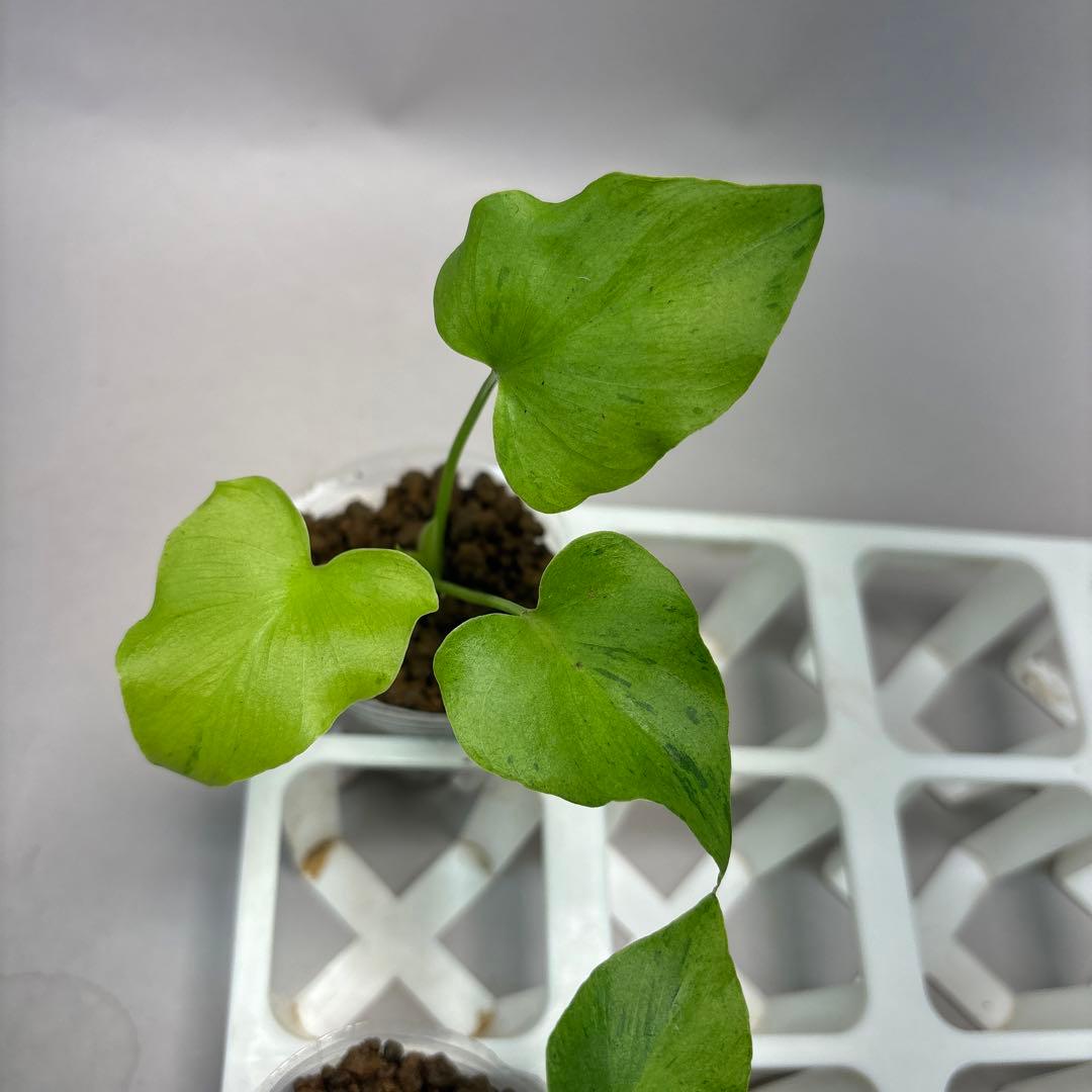 に*y様 5株セットlsw731フィロデンドロン・セローム・斑入り　希少品種　観