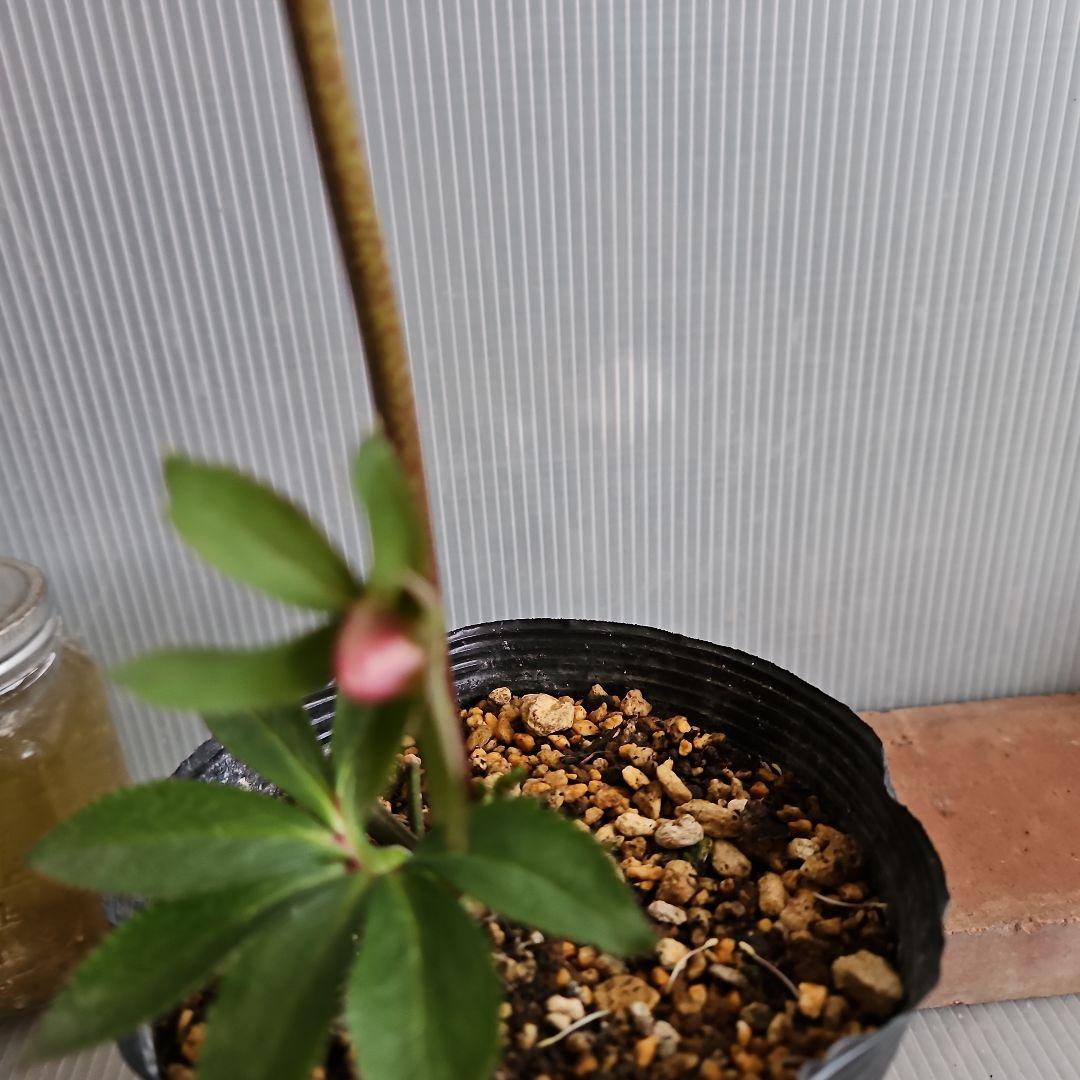 ごまたまご様ご購入苗㉖-205㉖-92クリスマスローズ