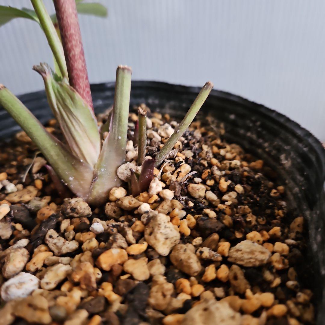 ごまたまご様ご購入苗㉖-205㉖-92クリスマスローズ