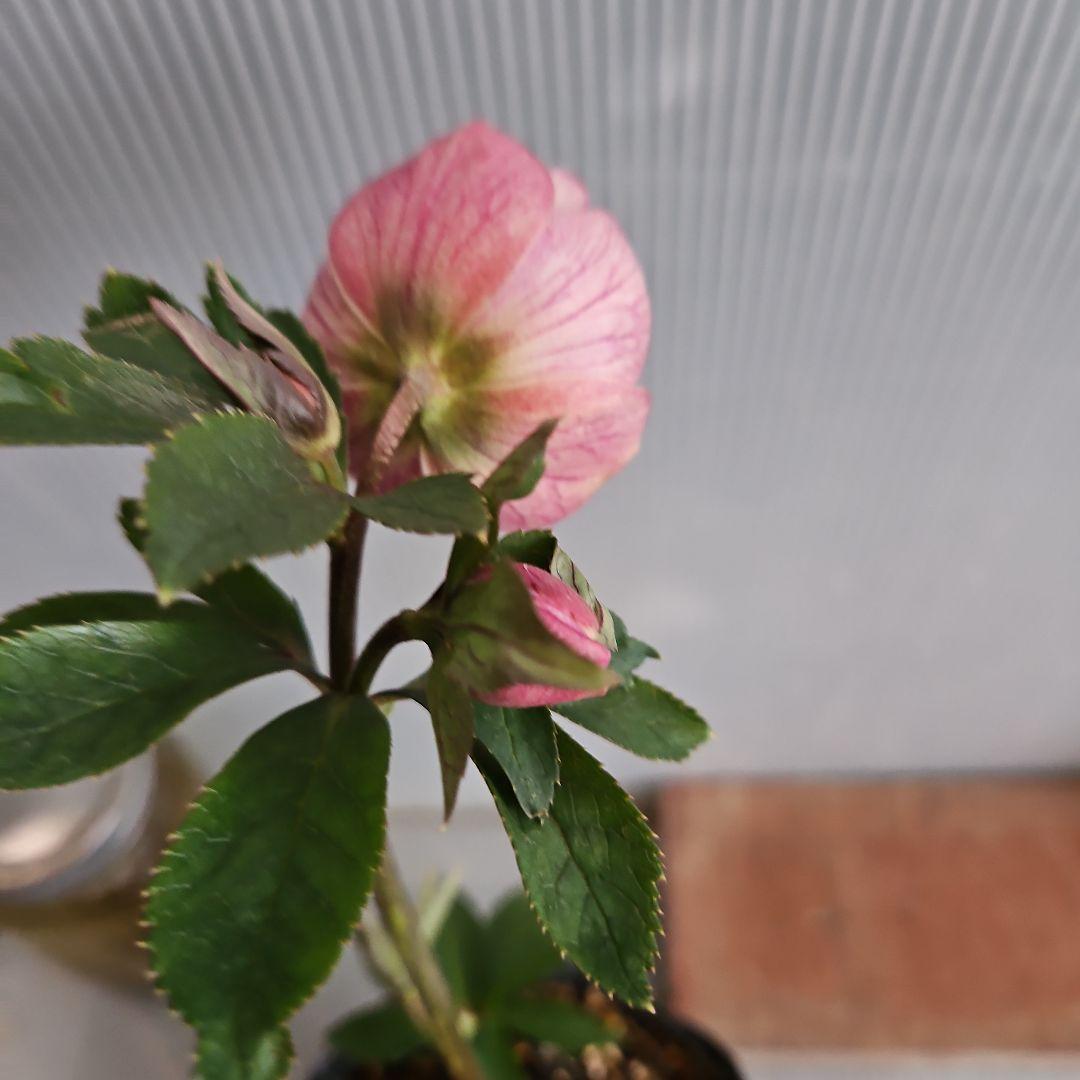 ごまたまご様ご購入苗㉖-205㉖-92クリスマスローズ