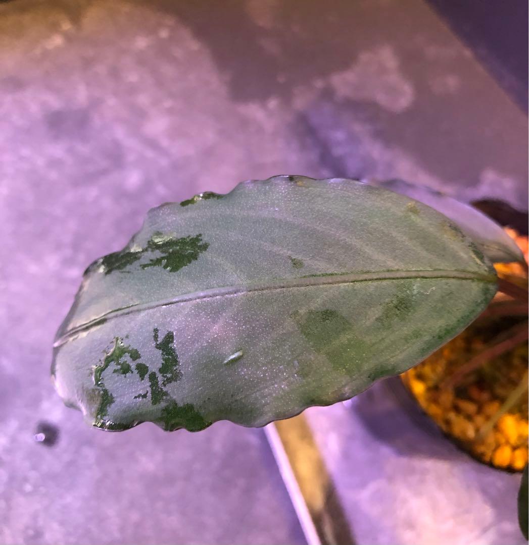 陰性水草の王様的存在【ブセファランドラ】motleyana Padawan