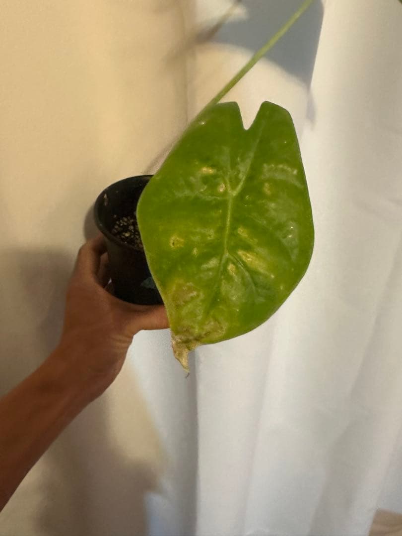 Alocasia longiloba variegated ロンギロバ斑入り