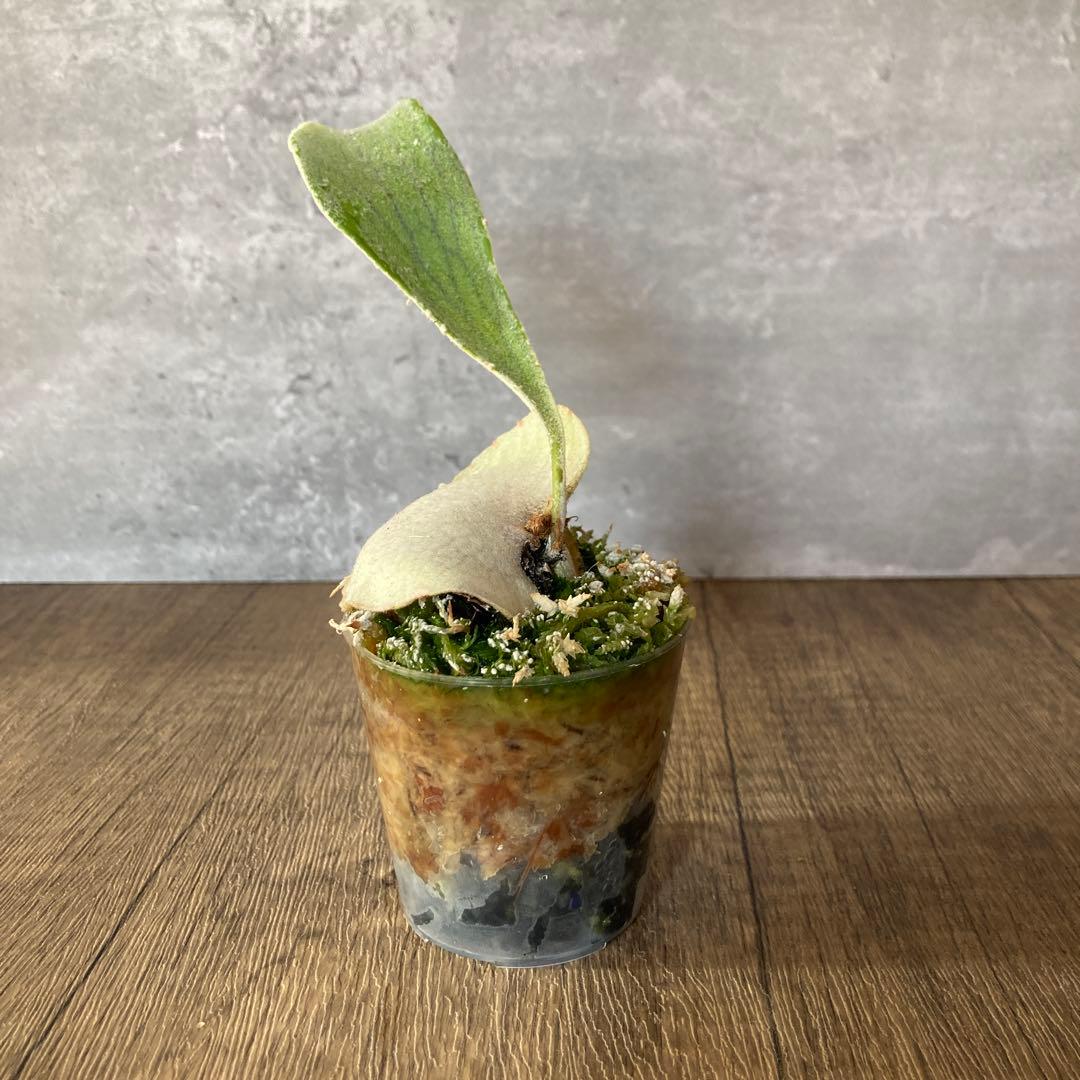 ビカクシダ ペドロ　P.willinckii cv.Pedro OC株