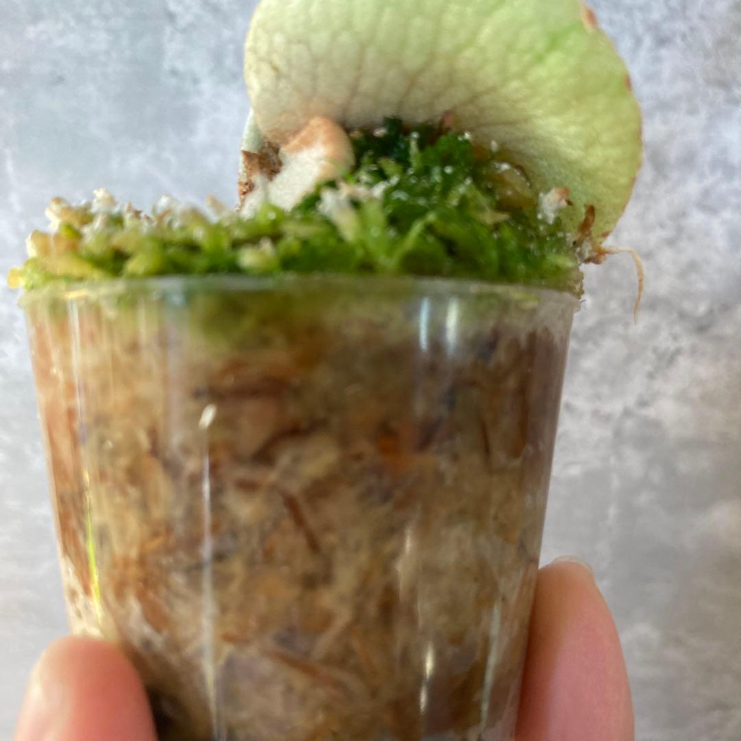 ビカクシダ ペドロ　P.willinckii cv.Pedro OC株