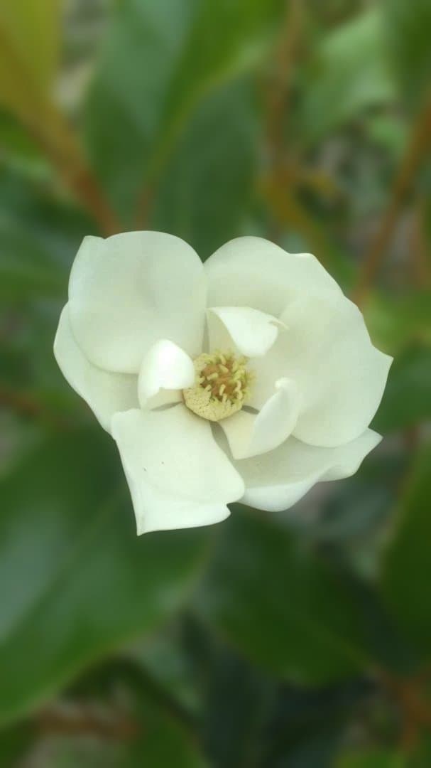 タイサンボク　ケイパレス　 約80cm