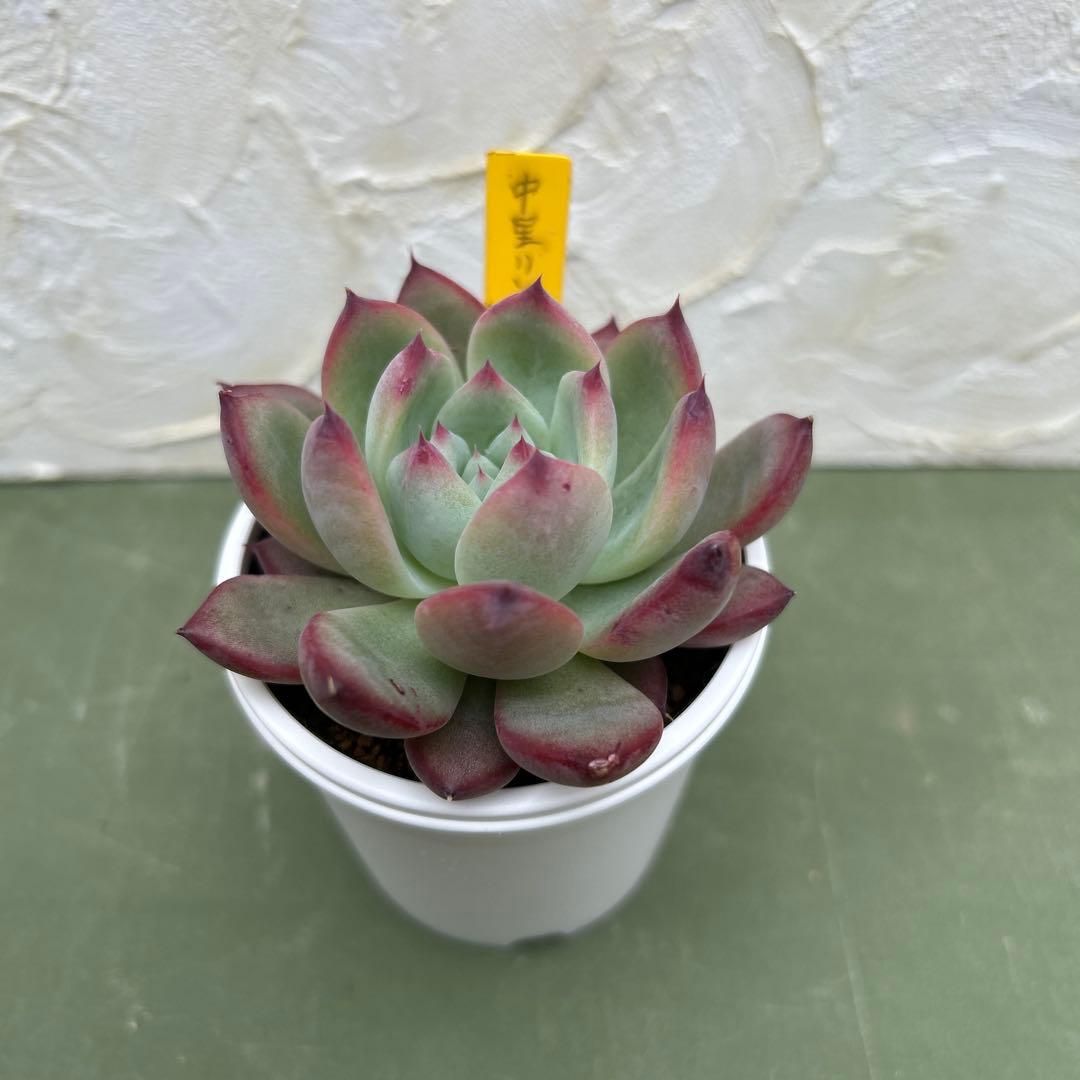 多肉植物⭐︎中里リンゼアナ⭐︎名札付き⭐︎鉢付き