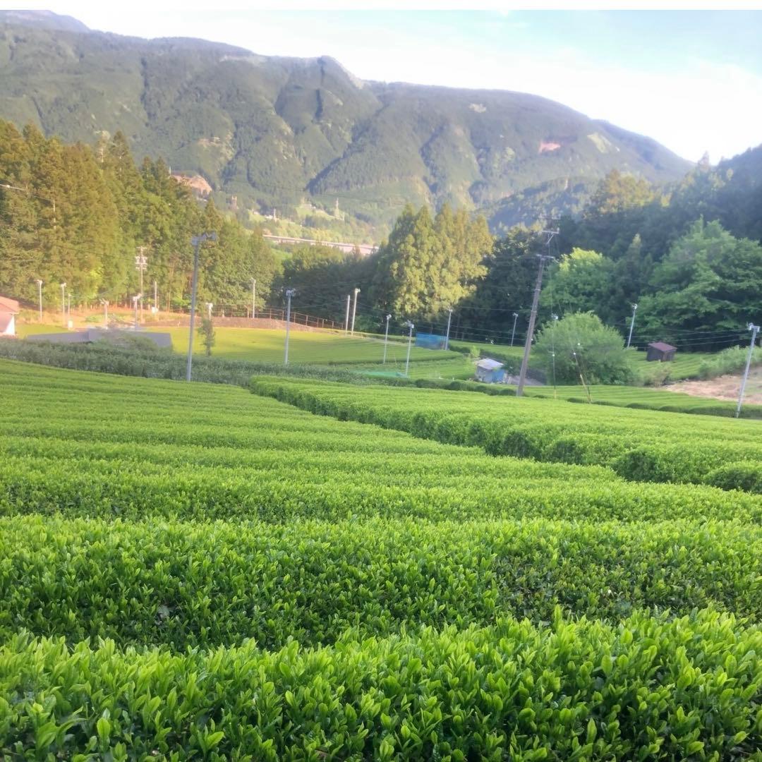 静岡　川根茶 上煎茶　　低農薬 茶農家　　　　　　特別価格さらに送料サービス