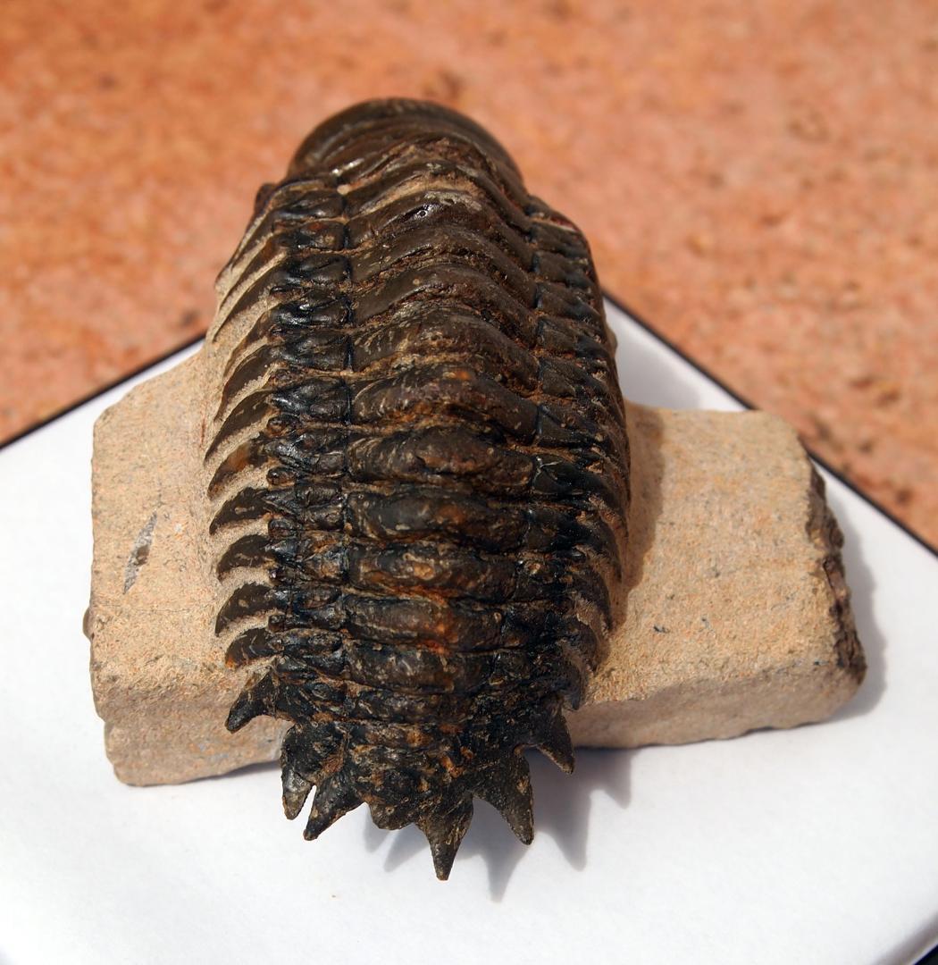 高品位 立体三葉虫 Crotarocephalus.sp