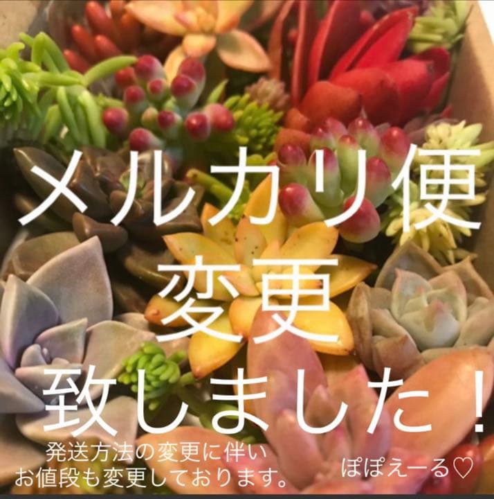 ♡寄せ植えセット♡多肉植物♡