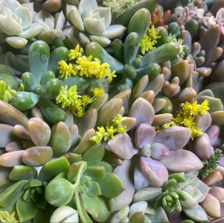 ♡寄せ植えセット♡多肉植物♡