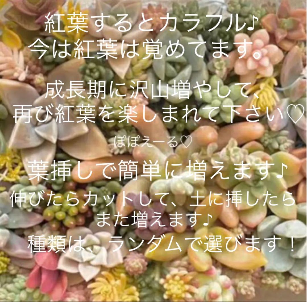 ♡寄せ植えセット♡多肉植物♡