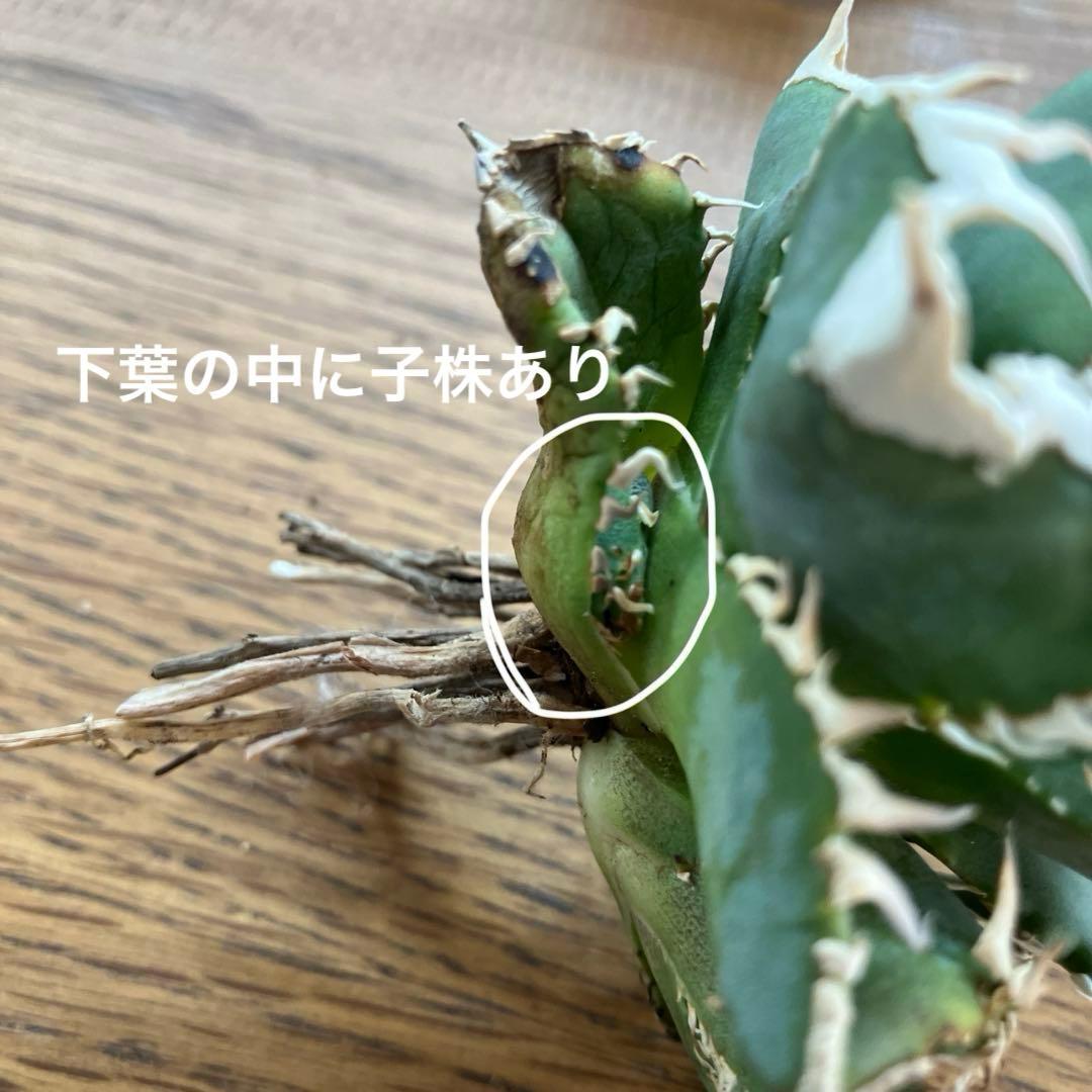 超選抜【オークション】④ 極太棘　子株3株付き　アガべ　白豪刺　TC 群生株