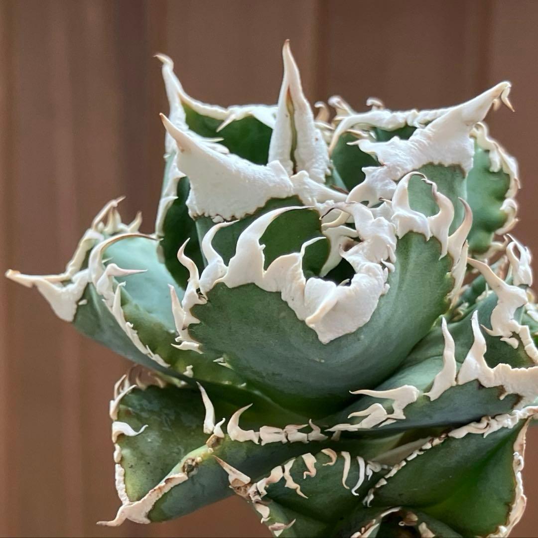 超選抜【オークション】④ 極太棘　子株3株付き　アガべ　白豪刺　TC 群生株