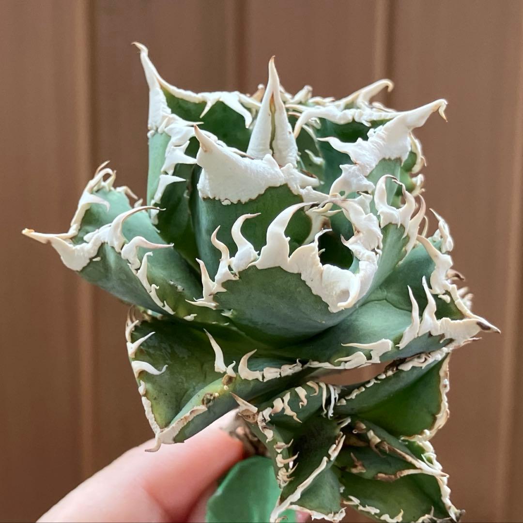 超選抜【オークション】④ 極太棘　子株3株付き　アガべ　白豪刺　TC 群生株