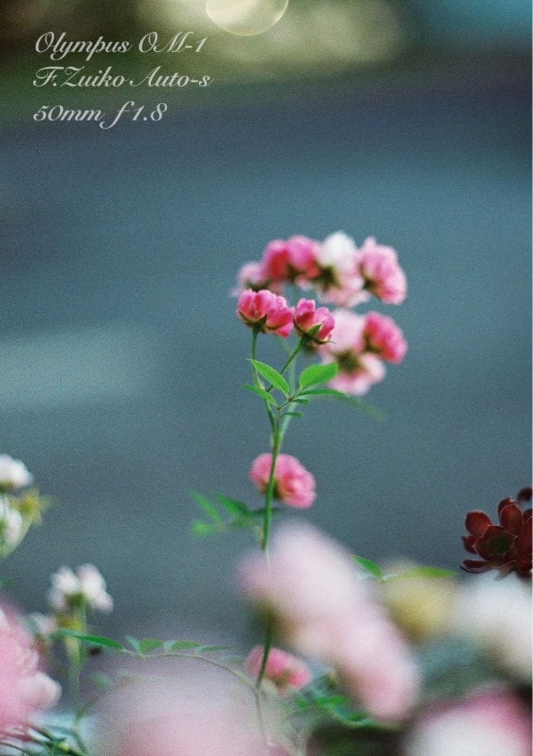 OM-1/zuiko 50mm f1.8★完動品・美品・初期保証！