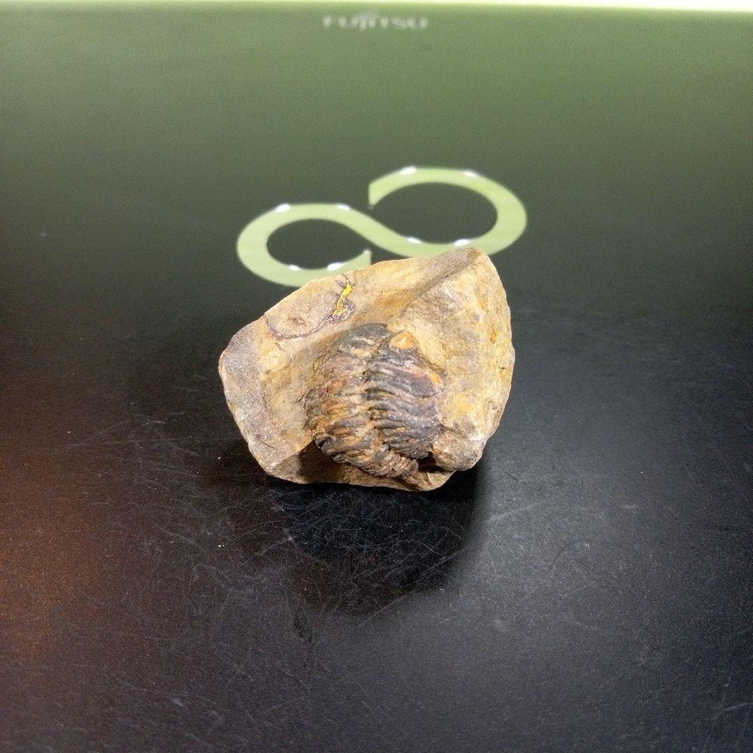 三葉虫　化石　fossil　ボリビア産　トライロバイト　三葉虫個体⑥