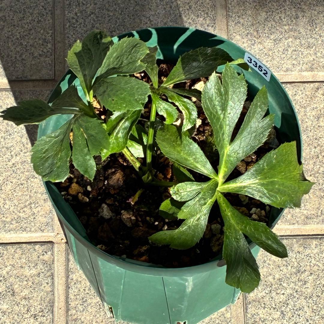 ガ*ル様 ☘️限定1株☘️未株分け☘️極上☘️3352⭐️真ブラック⭐️激スレー