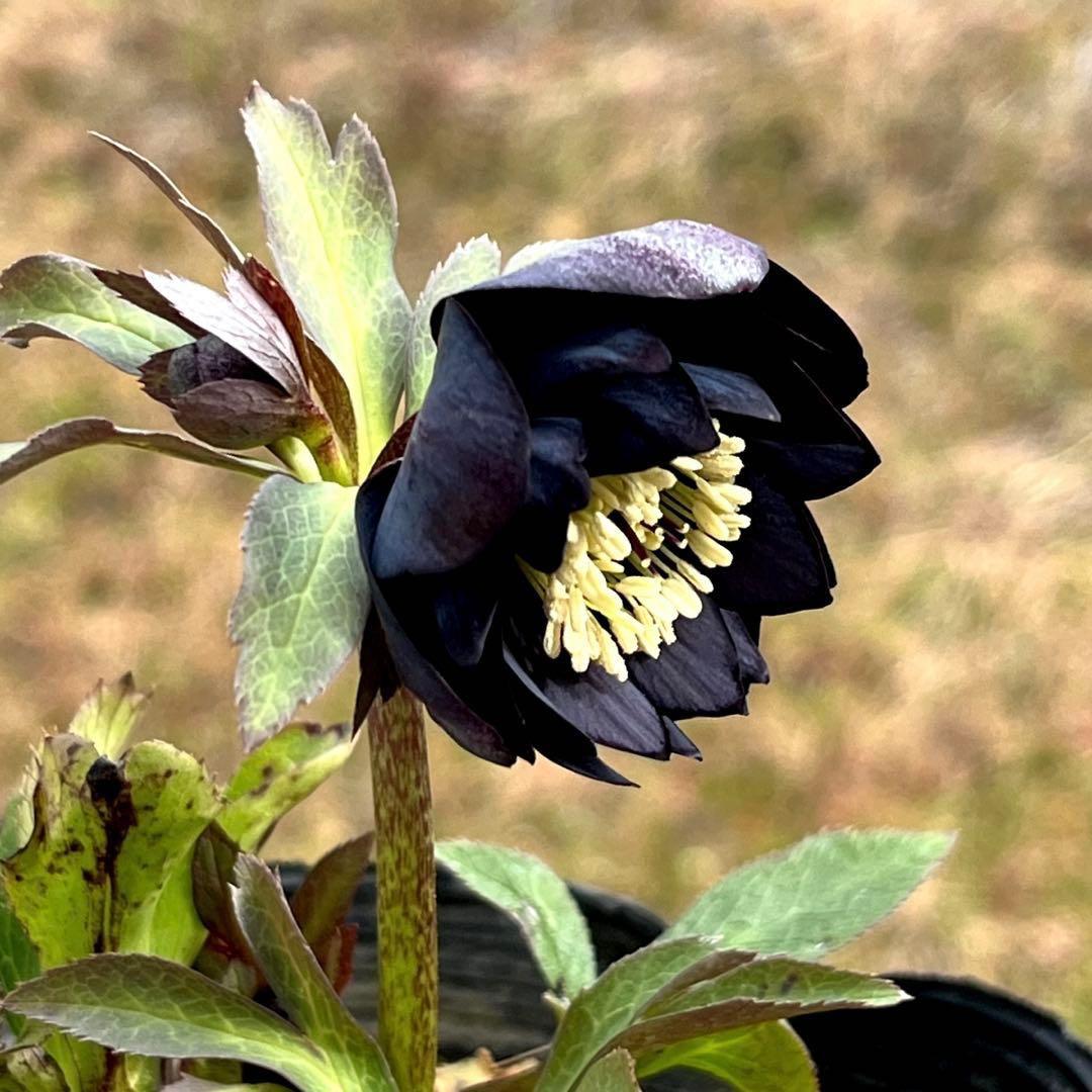 ガ*ル様 ☘️限定1株☘️未株分け☘️極上☘️3352⭐️真ブラック⭐️激スレー