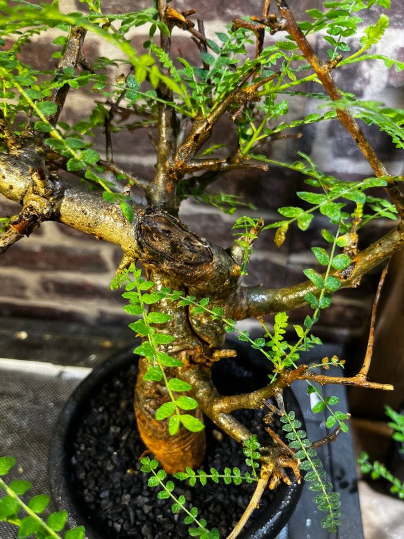 クリスマスセール現地球　ボスウェリアネグレクタ