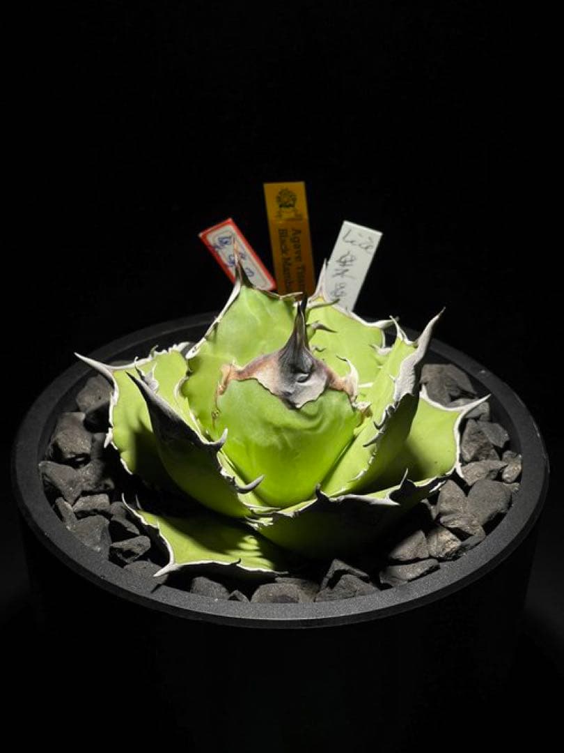 Agave Titanota Black Mamba \"黑曼巴\"