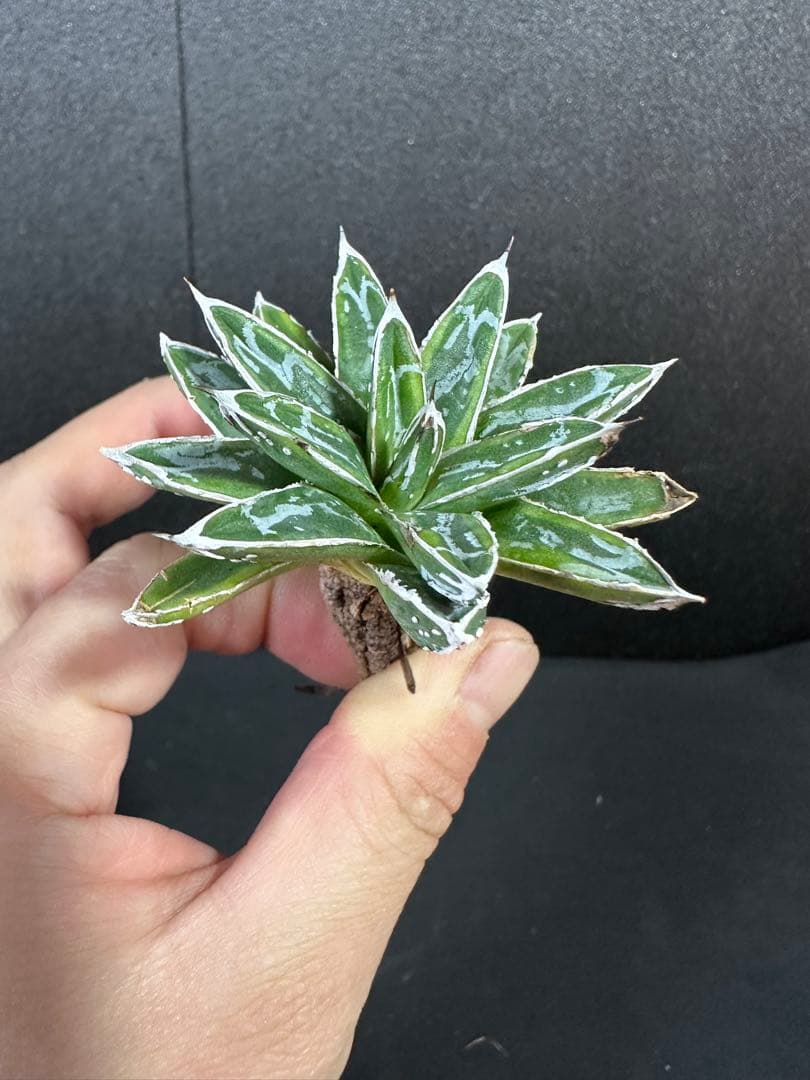 【姫笹の雪　ライムグリーン覆輪　中苗】子株付き