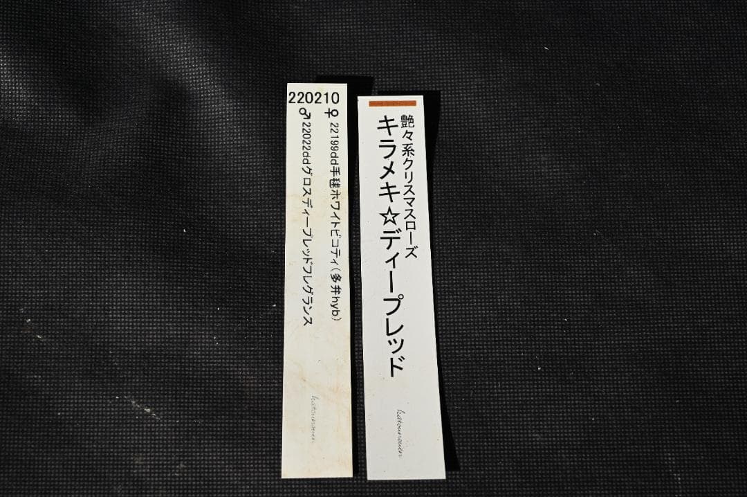 認定！！キラメキディープレッド　クリスマスローズ　加藤農園