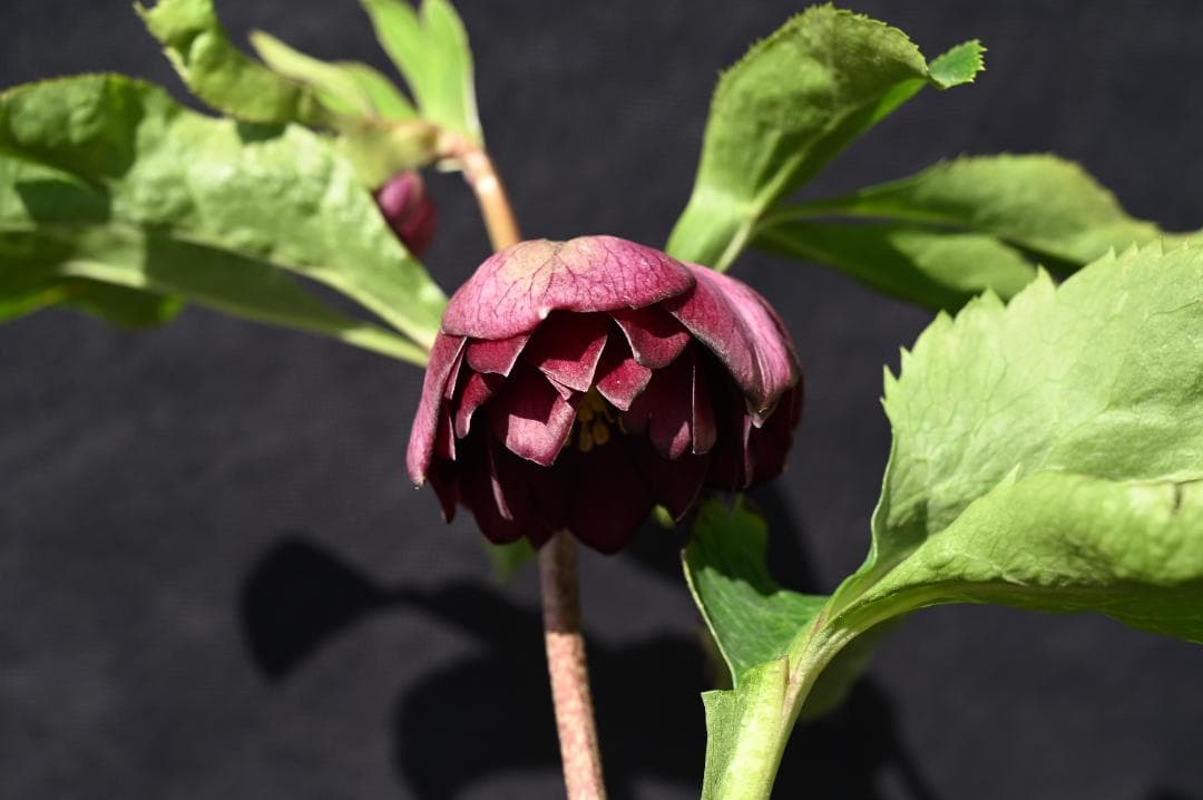 認定！！キラメキディープレッド　クリスマスローズ　加藤農園