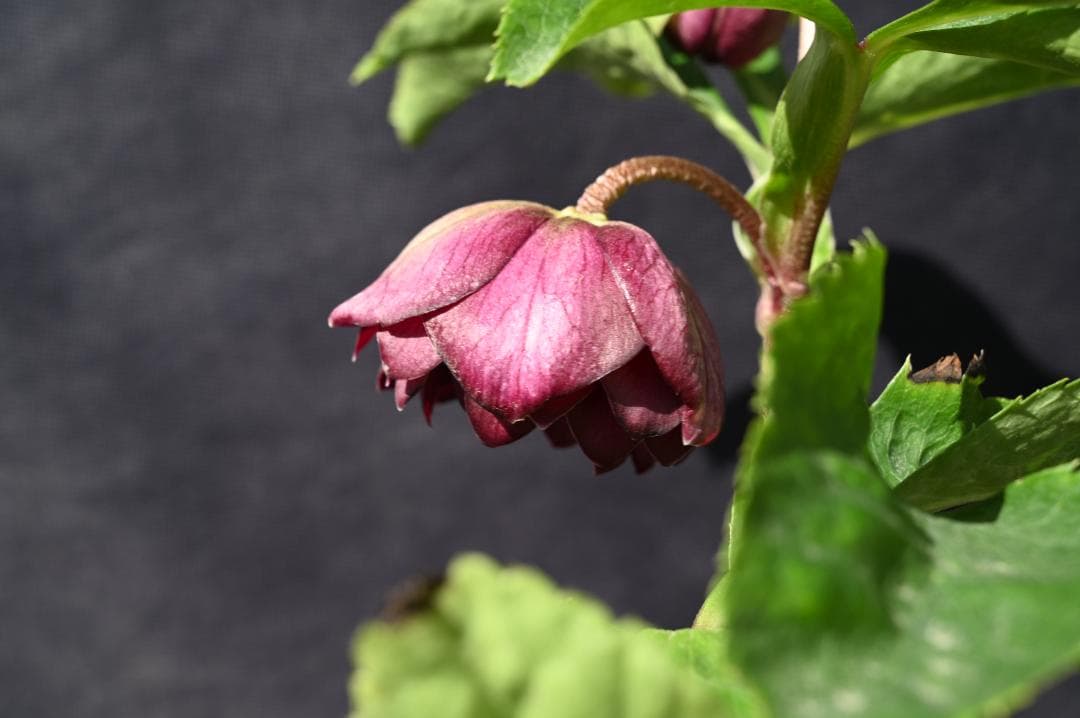 認定！！キラメキディープレッド　クリスマスローズ　加藤農園