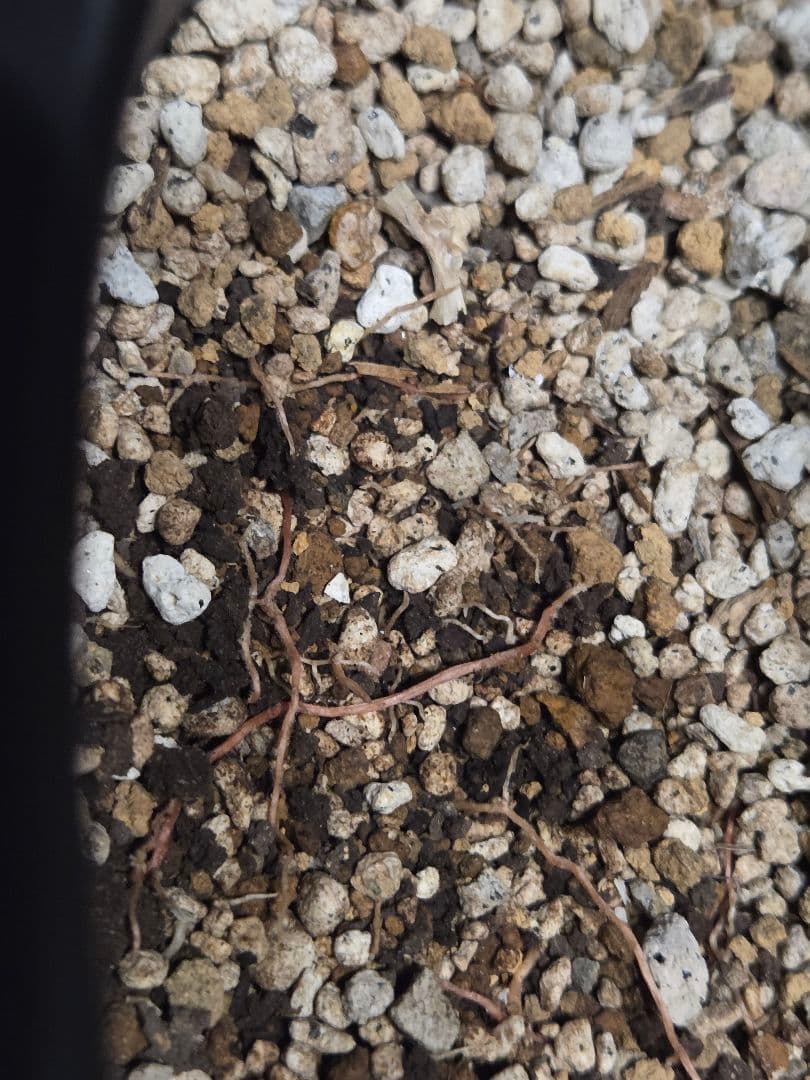 専用出品 リピ特割 ユッカロストラータ (ま)