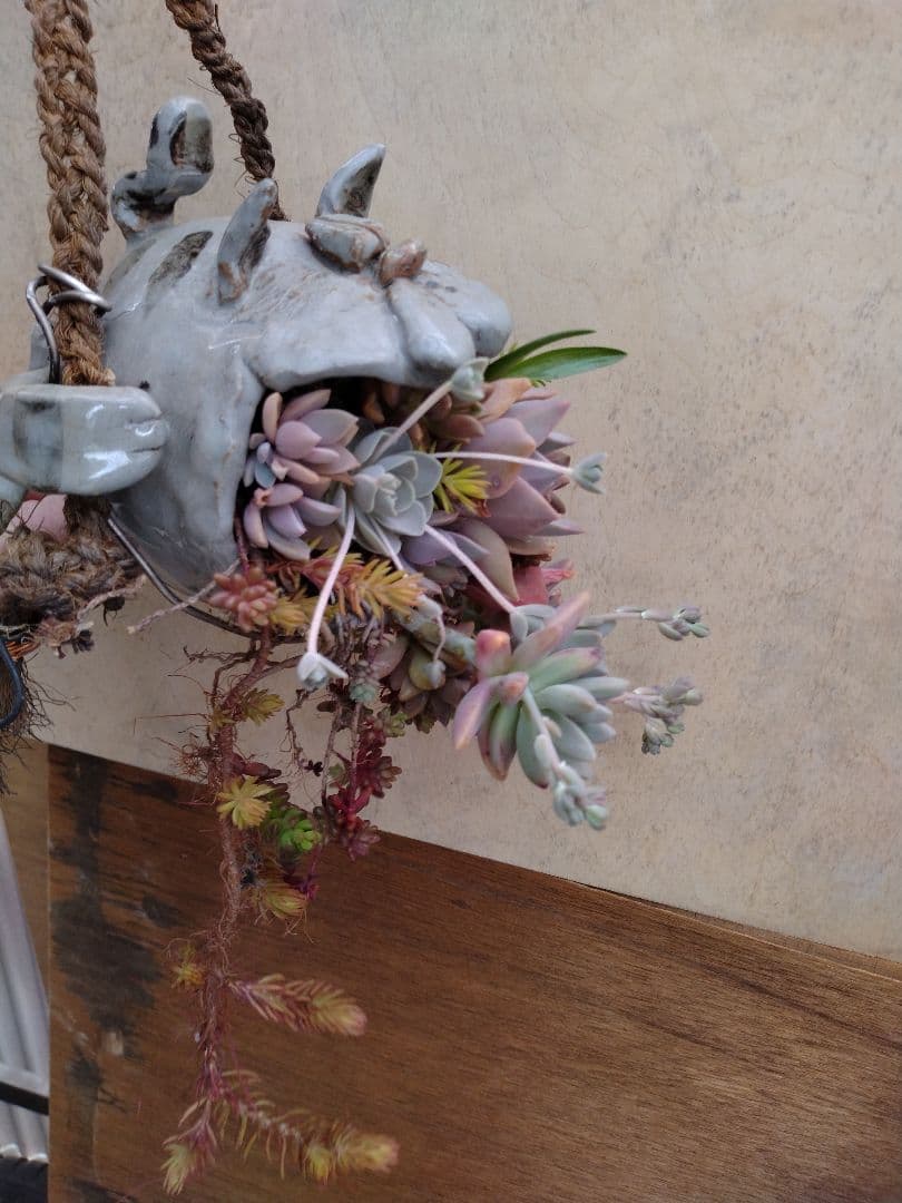 多肉植物　寄せ植え