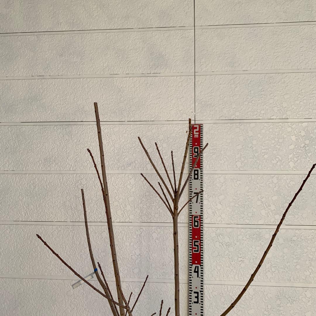 スモークツリー　スノーパフ　雌株　煙の木　苗木　花木　57