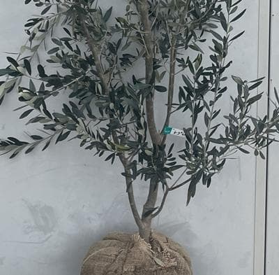 《現品》オリーブの木　シプレシーノ 樹高1.9ｍ（根鉢含まず）191【苗木/庭木