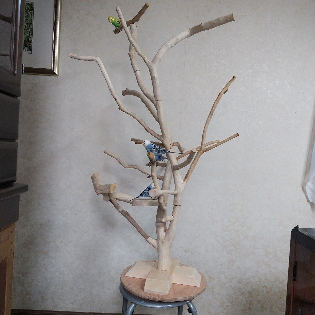 インコバードアスレチックジム楽園シリーズ⑤