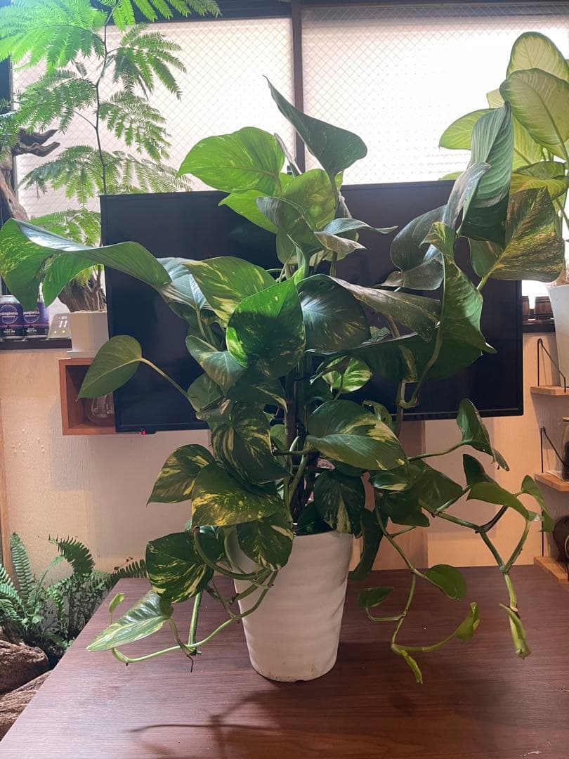 葉サイズ30cm超え　ポトスグランデ　7号鉢