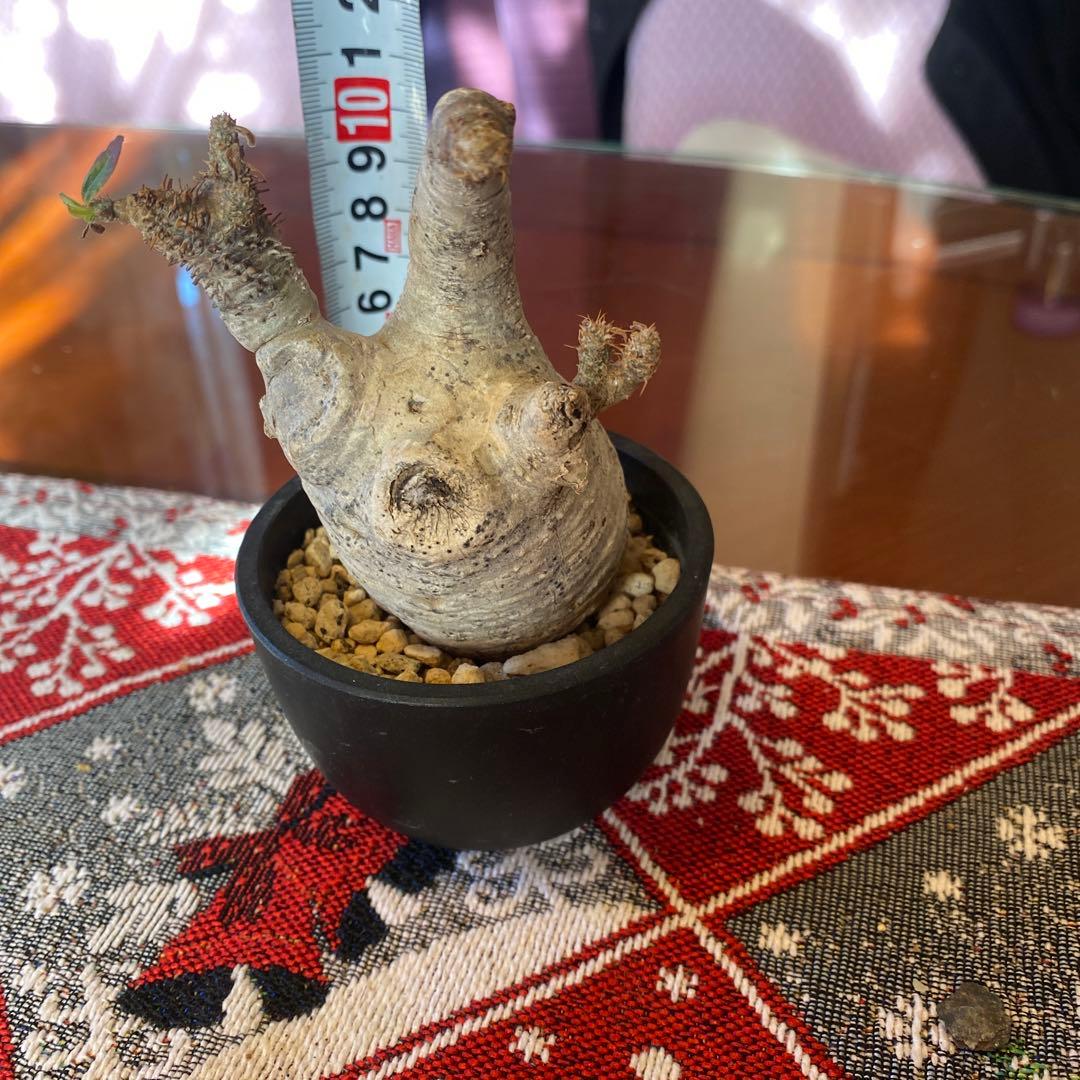 グラキリス多頭 現地球