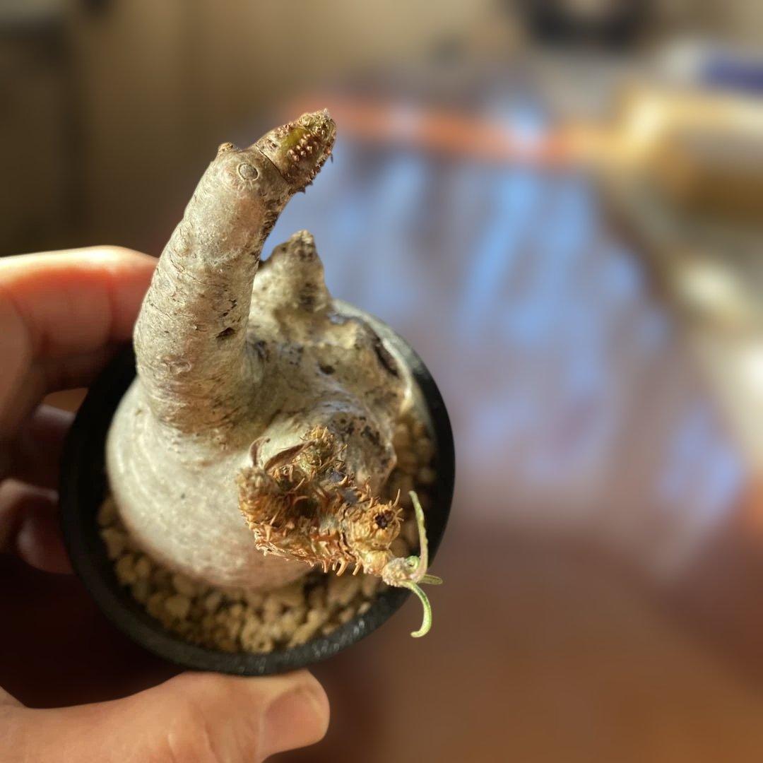 グラキリス多頭 現地球