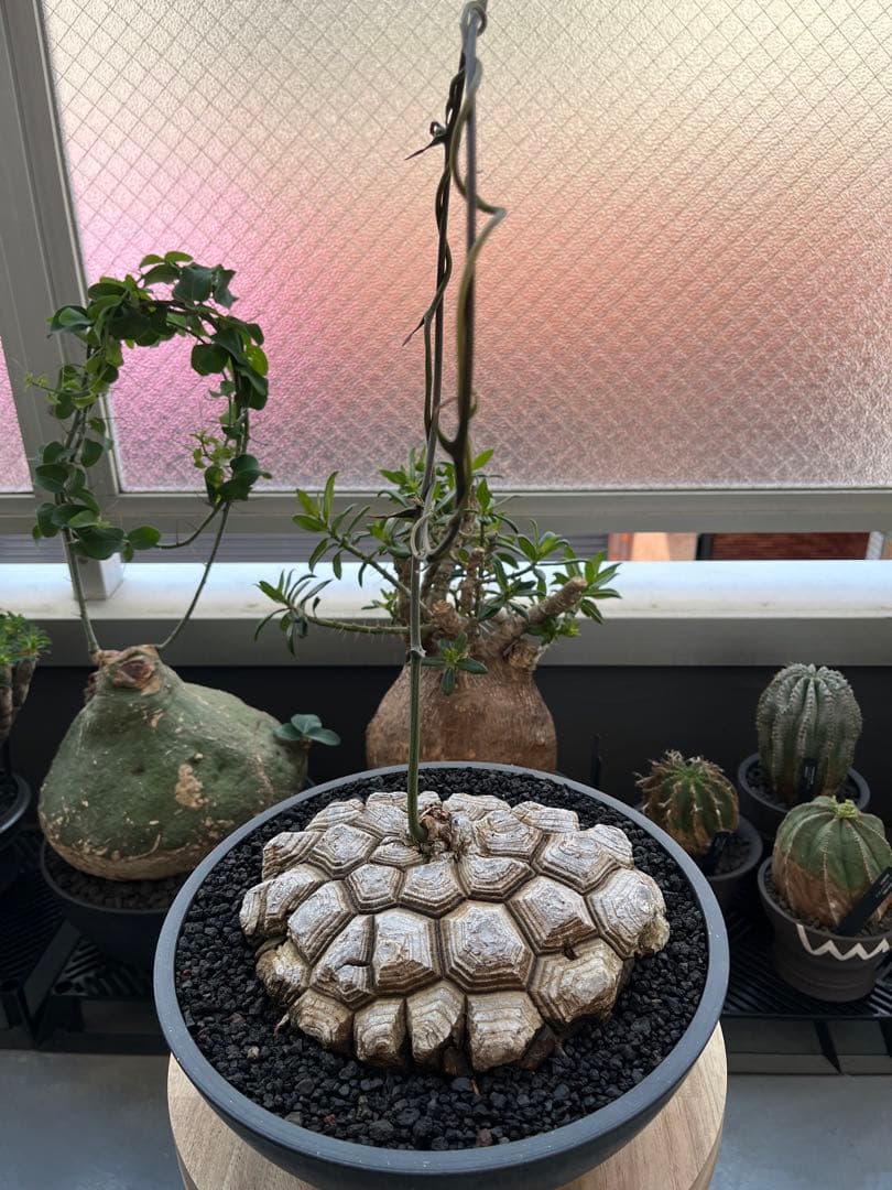 最終値下げ メキシコ亀甲竜　現地球　美株