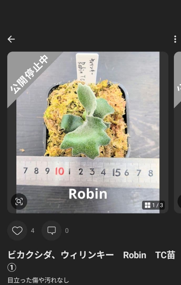 ビカクシダ、育苗トレー12個セット③Robin①Cgoul4711