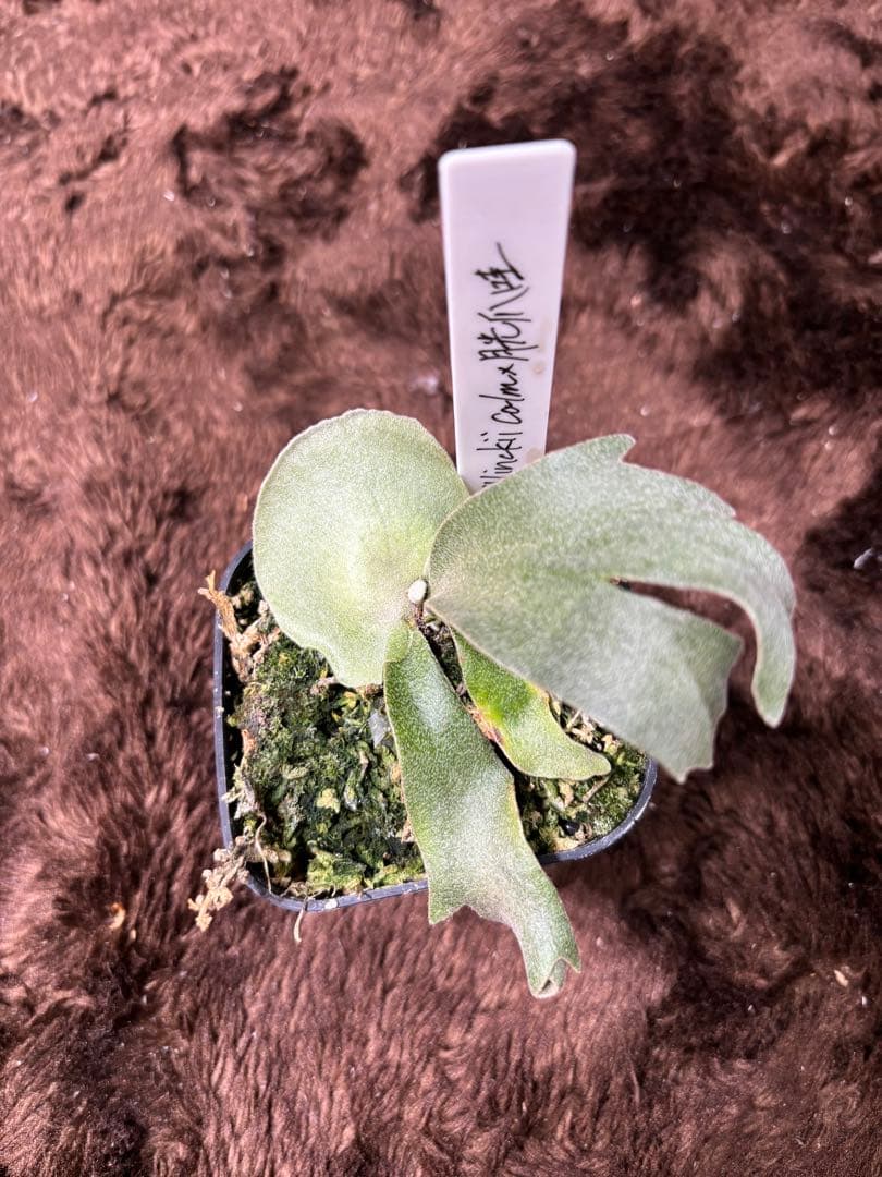 P.willinckii calm×月光爪哇 sporeling