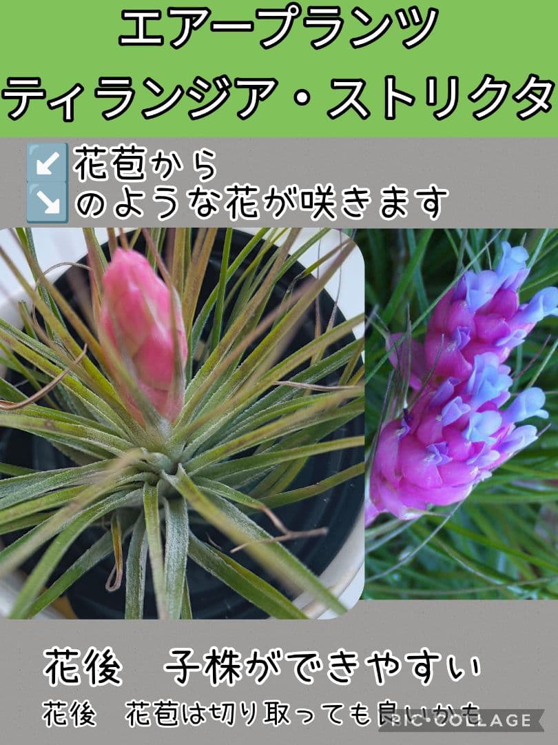 ✅️ティランジア・ストリクタ（エアブランツ　ティランジア属）花苞付き現品