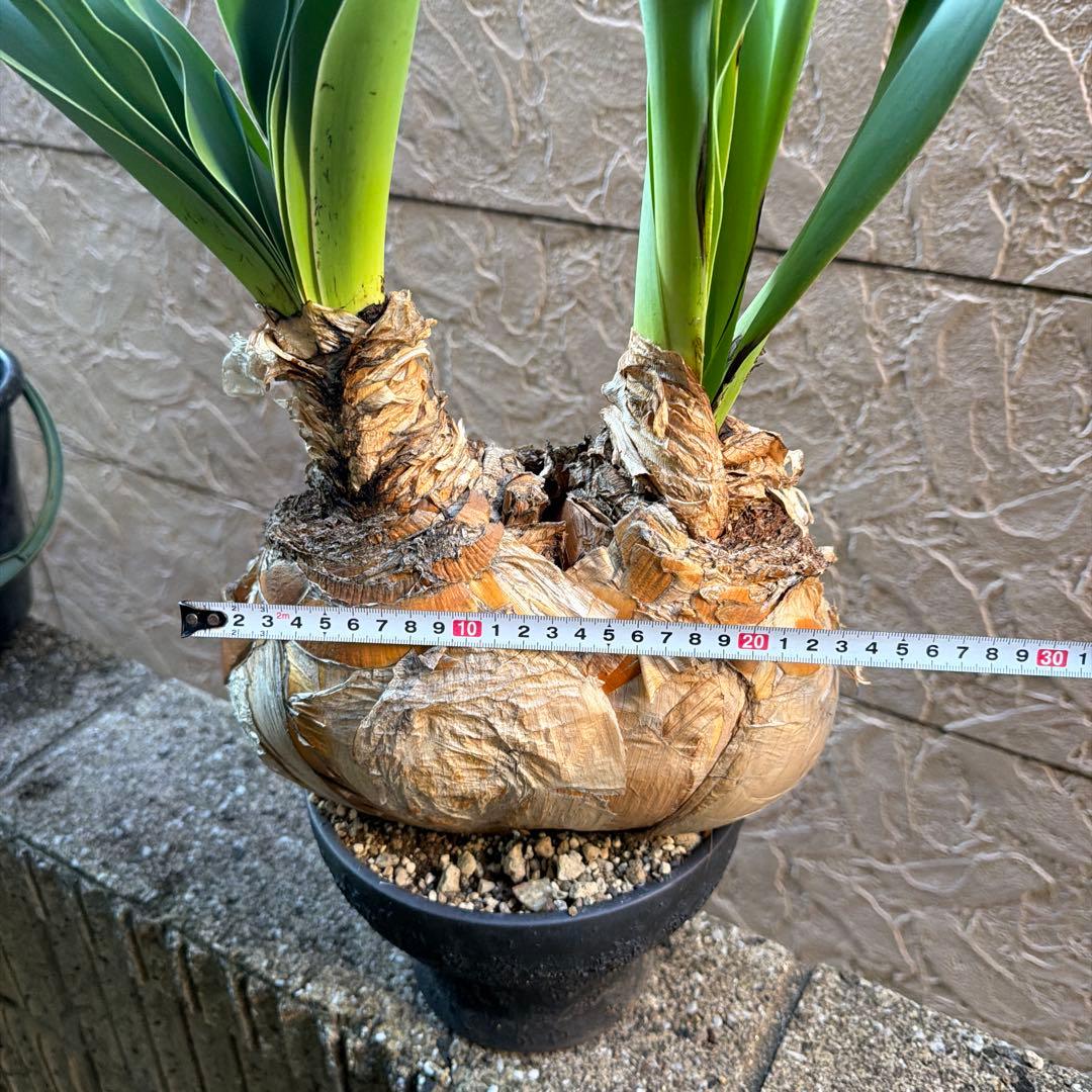 大株 発根済み 2頭 ブーファン ハエマンソイデス ハエマントイデス