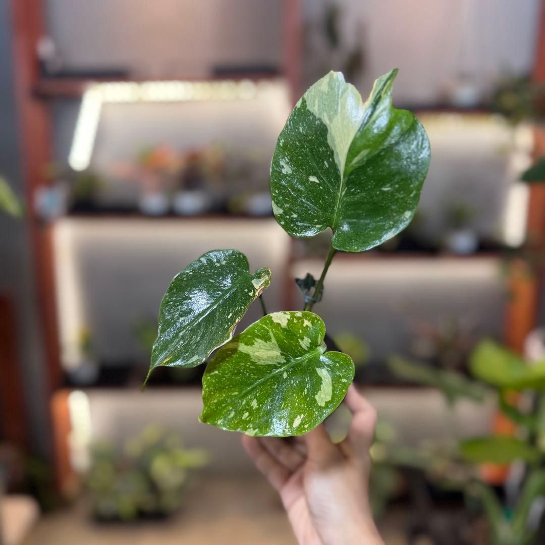 T*様 39 モンステラ　タイコンステレーション　トリカラー出現　突然変異　1株