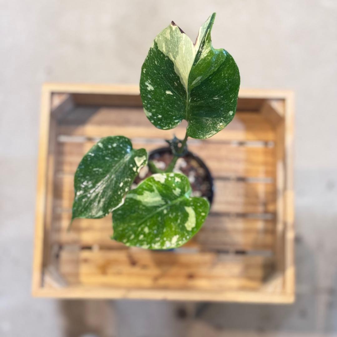 T*様 39 モンステラ　タイコンステレーション　トリカラー出現　突然変異　1株