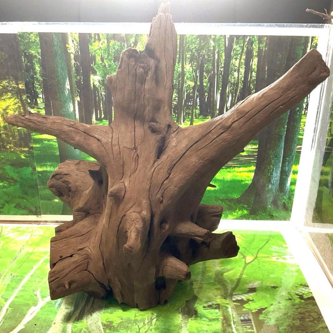 龍スケールです。イケメン朽ち木状ホーンウッド、他2点