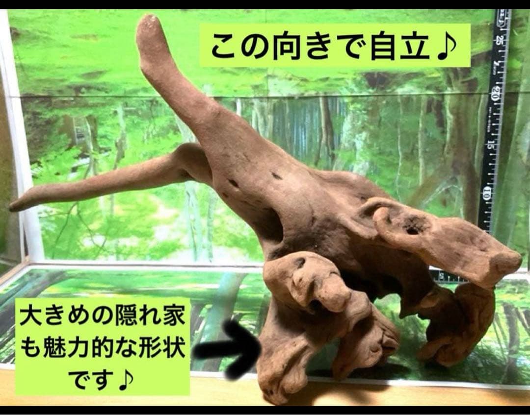 龍スケールです。イケメン朽ち木状ホーンウッド、他2点