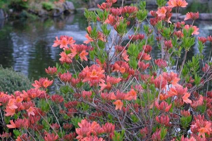 ライカ　ズミクロン　Leica SUMMICRON 50mm f/2 2nd