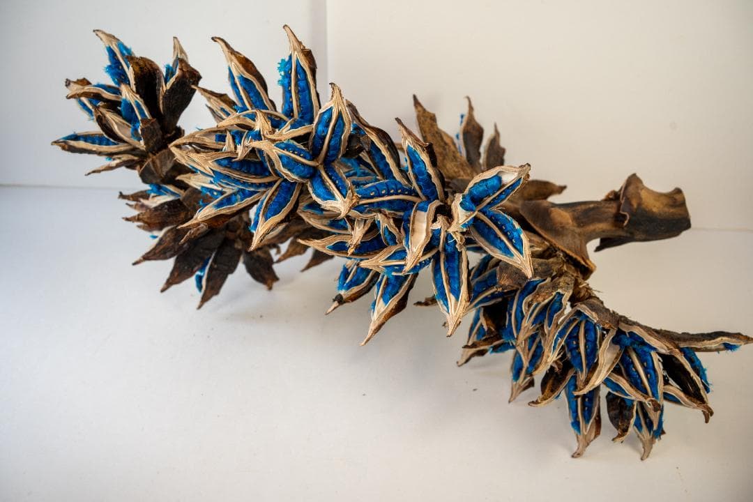 タビビトノキ 青い種 7 旅人の木 オオギバショウ 丸ごと 種子