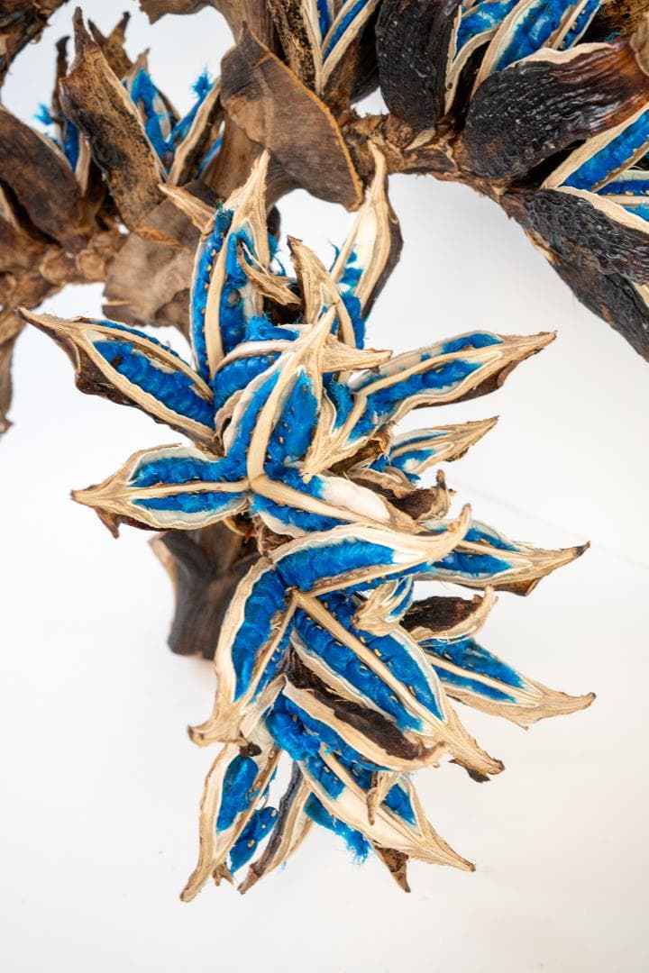 タビビトノキ 青い種 7 旅人の木 オオギバショウ 丸ごと 種子